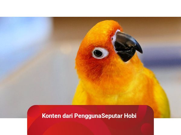 Burung cheap sun conure